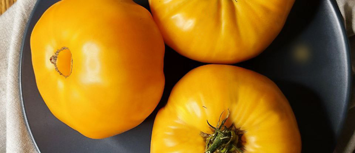 Брендивайн абрикосовый - Apricot Brandywine, Великобритания