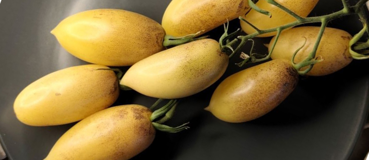 Бананово-лимонный Сингапур / Banana Lemon Singapore, Россия