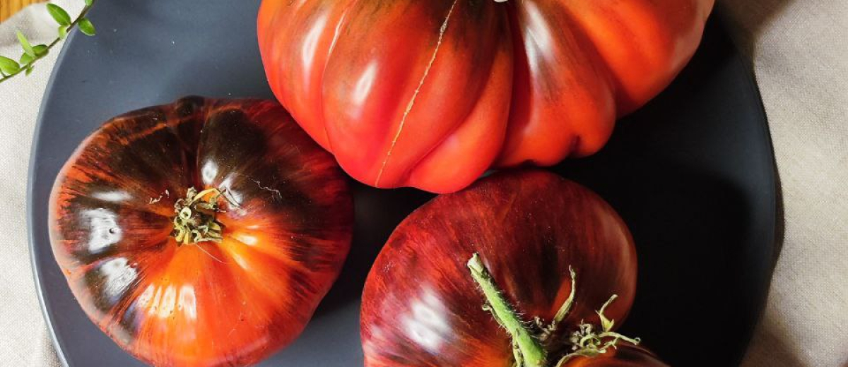 Ибица Елены - Ibiza Yelena, Латвия и Беларусь