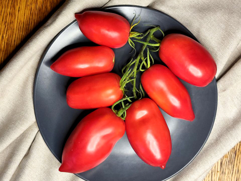 Минусинский кистевой, Россия — фото плодов