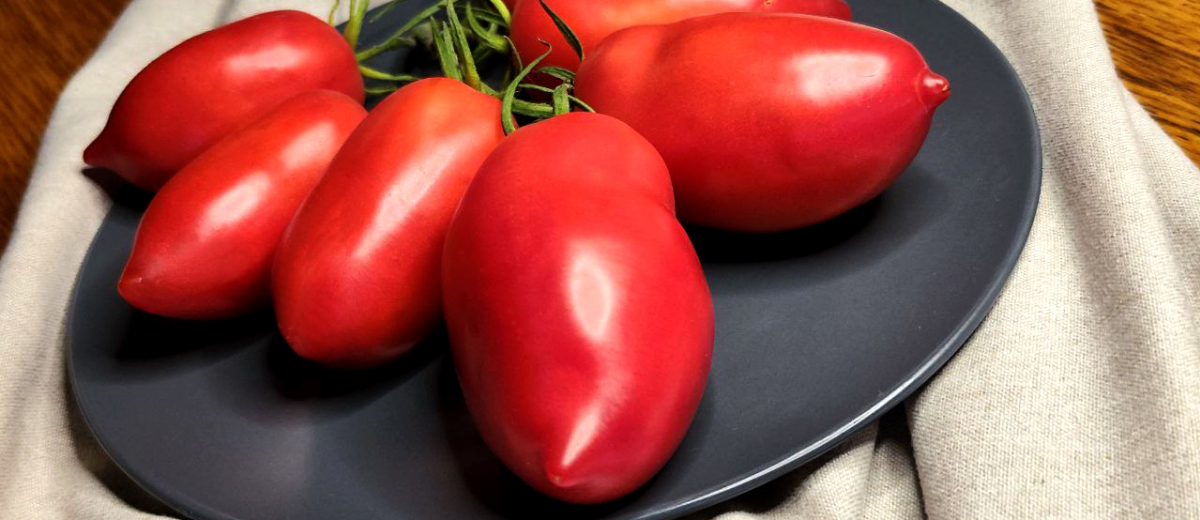 Минусинский кистевой, Россия