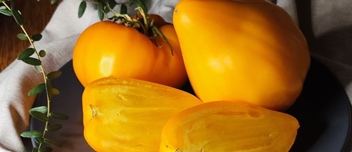 Ночная свеча, Россия