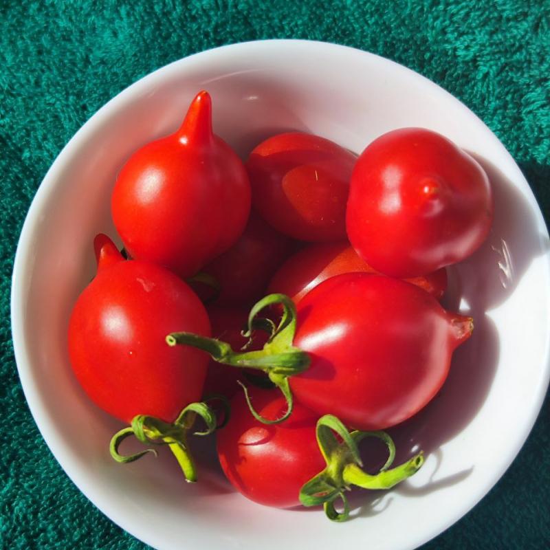 Гора Везувий / Piennolo Del Vesuvio, Италия — фото плодов