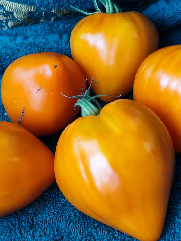 Сердце Любы, Россия — фото плодов