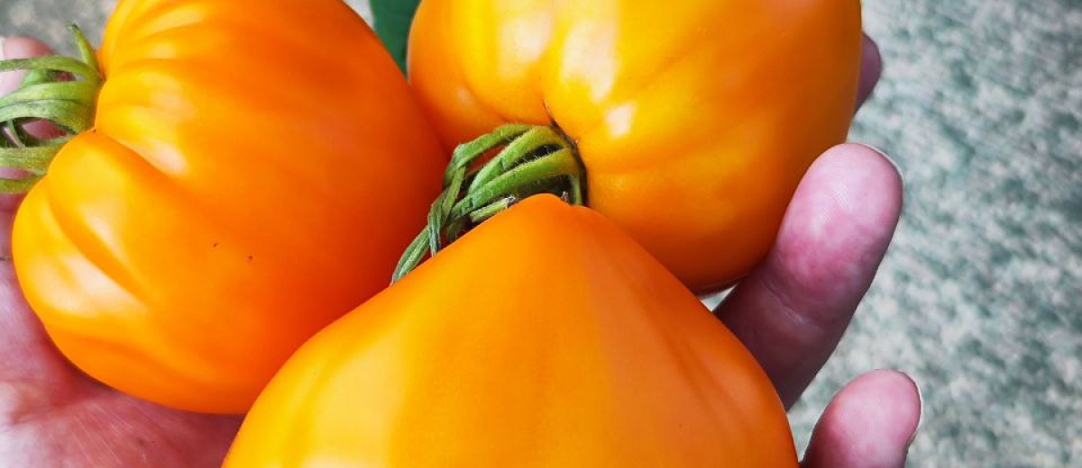 Сердце Любы, Россия