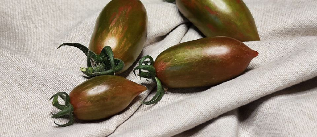 Тигровая зебра - Tiger zebra, Дания